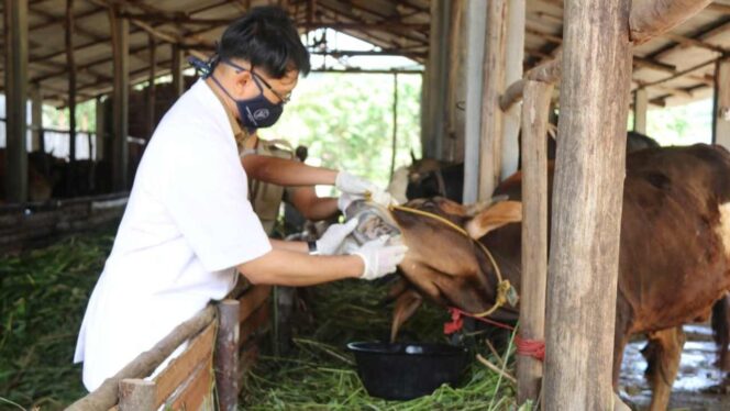 
 Petugas memeriksa kesehatan sapi atau lembu. Foto: Ismail/kepripedia.com
