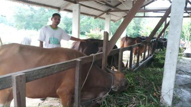 
					Peternak sapi kurban di Karimun, Kepulauan Riau. Foto: Khairul S/Kepripedia.com