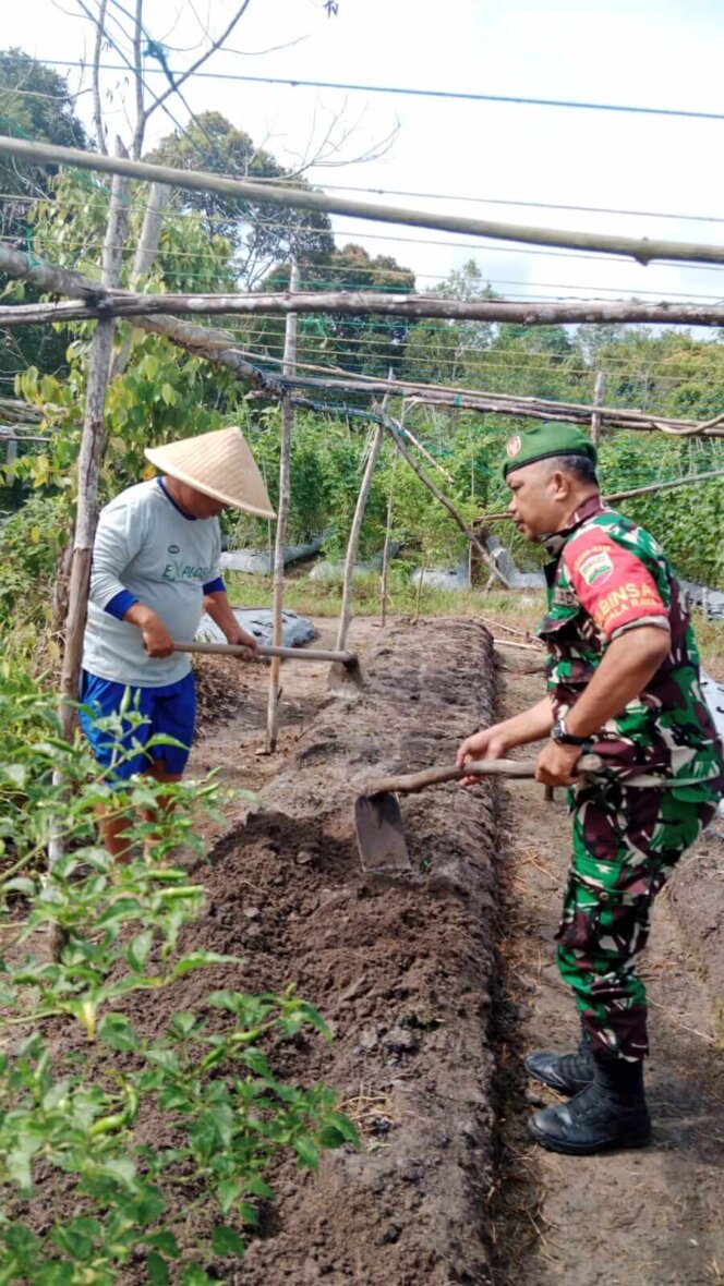 
 Babinsa Kuala Raya, Koramil 04/Dabo, Kodim 0315/TPI bantu Salah satu Petani Warga Binaannya