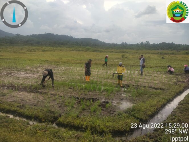 
					Babinsa Lanjut, Koramil 04/Dabo, Kodim 0315/TPI Dampingi Warga Bersihkan Gulma Padi di Sawah