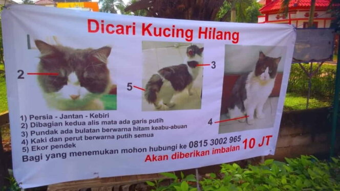 
 Dicari kucing hilang di Batam. Foto: Istimewa