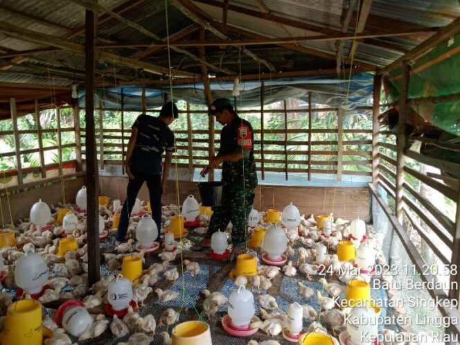 
					Babinsa Kelurahan Dabo, Koramil 04/Dabo, Kodim 0315/TPI, Bantu Warga Ajarkan Tentang Beternak Ayam Broiler
