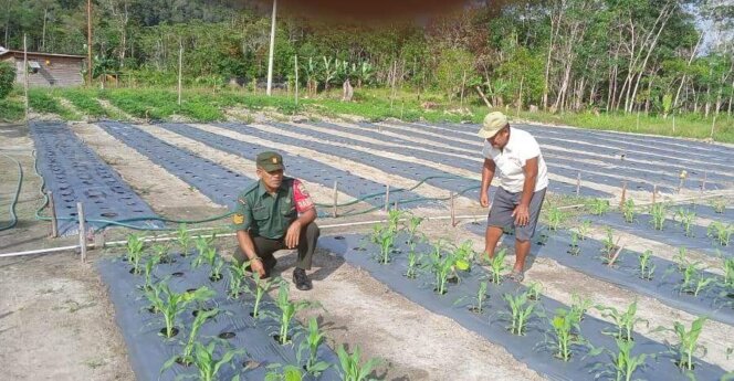 
					Babinsa Sungairaya, Koramil 04/Dabo, Kodim 0315/TPI Gencar Lakukan Temui Warga Sosialisasi Tentang Tata Cara Bertaman Jagung