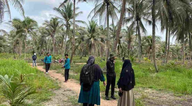 Kondisi kebun kelapa milik warga di Kecamatan Ungar yang diserang hama. Foto: Istimewa