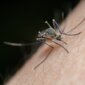Ilustrasi nyamuk Wolbachia. Foto: Pexels
