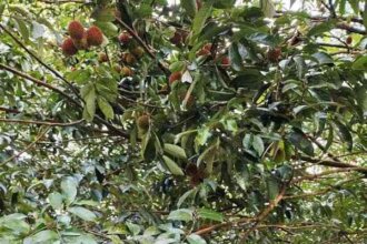 Sekilas, buah misterius ini tampak seperti rambutan.