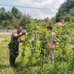 Babinsa Koramil 04/Dabo, Sertu Sugito, melaksanakan kegiatan Komunikasi Sosial (Komsos) dengan menyambangi warga Desa Sungai Raya yang sedang melakukan panen hasil pertanian, pada hari Sabtu (04/07/2026).